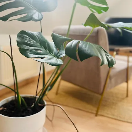 Appartamento Leptitcosy Avec Parking Et Jardin à 5 Mn Du Centre Historique De Bayeux *