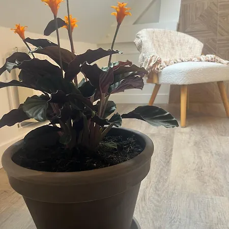 Leptitcosy Avec Parking Et Jardin à 5 Mn Du Centre Historique De Bayeux * Vaucelles