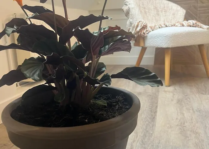 Leptitcosy Avec Parking Et Jardin à 5 Mn Du Centre Historique De Bayeux * Vaucelles